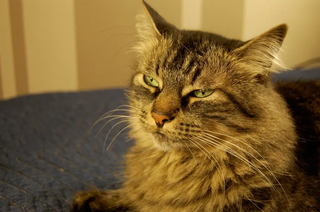 Leo and the Maine Coon (Image Credits: Flickr)