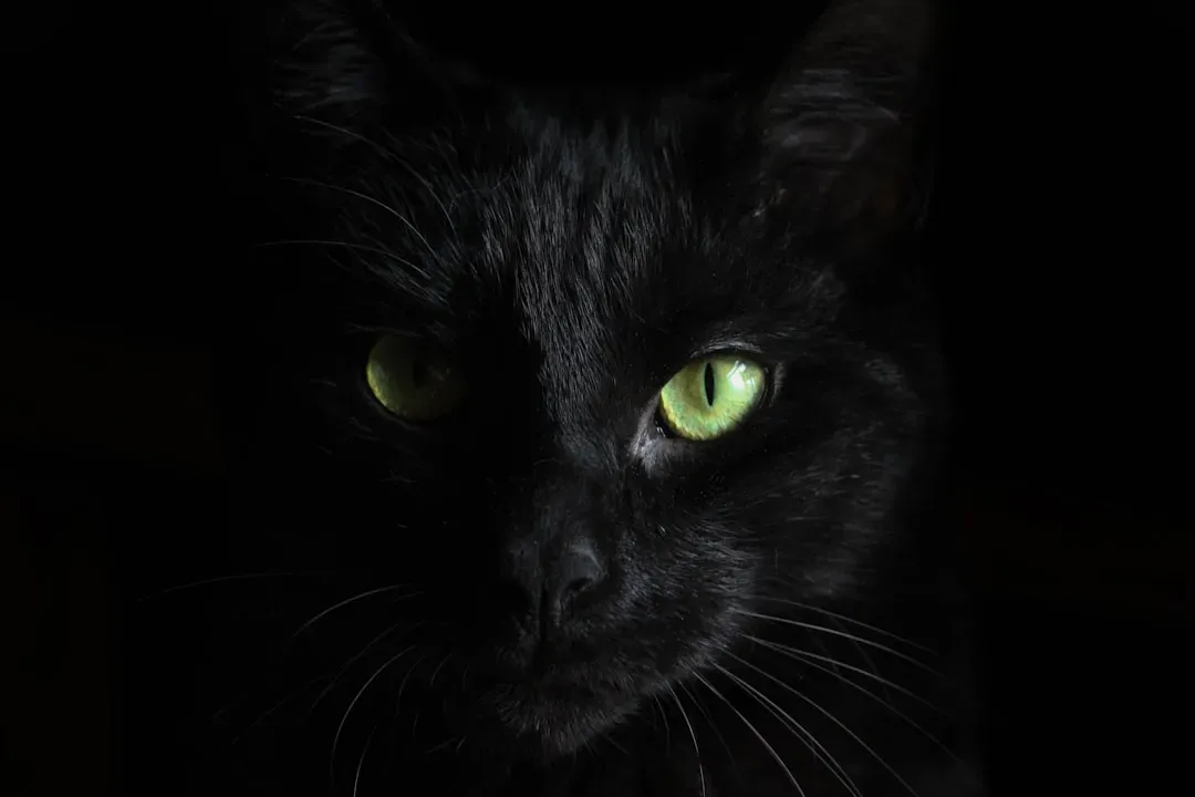 The Power of Feline Night Vision (Image Credits: Unsplash)