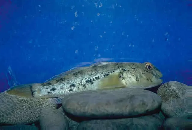 Hawaii: Isolation as an Engine of Uniqueness (NOAA Great Lakes Environmental Research Laboratory, Flickr, CC BY-SA 2.0)