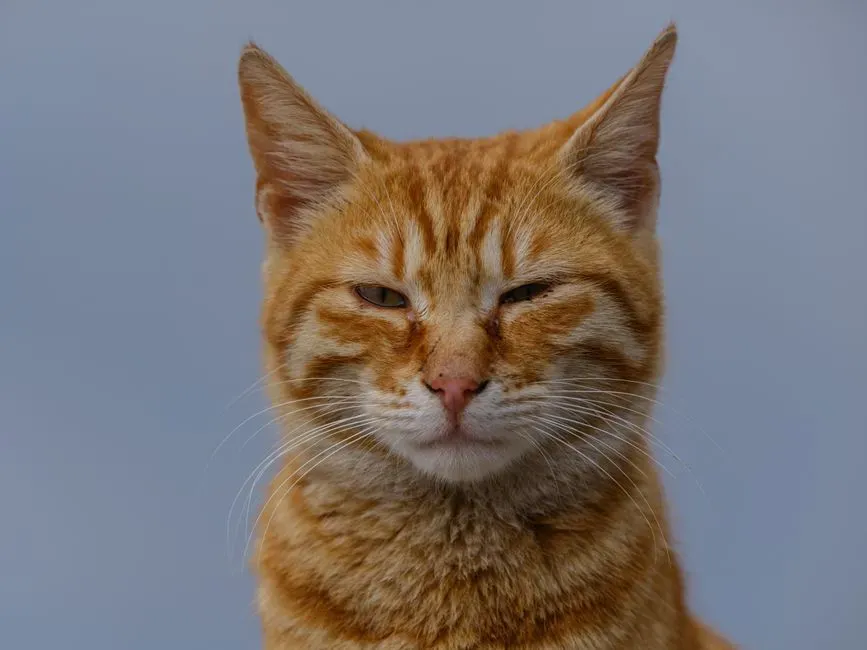 2. They Slow Blink at You (Image Credits: Pexels)