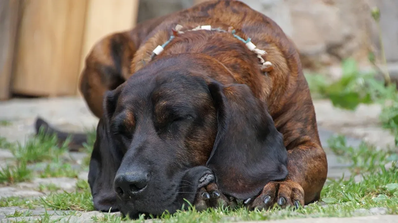 1. Bloodhound: The Unrivaled Champion (Image Credits: Pixabay)