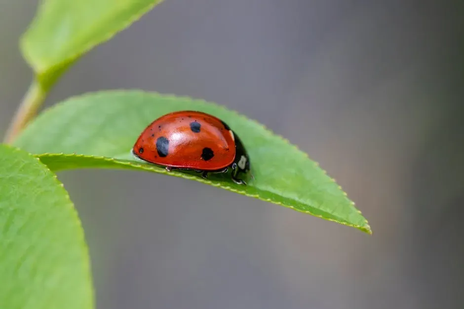 Ladybugs: Small, Spotted, and Ruthlessly Effective (Image Credits: Pexels)