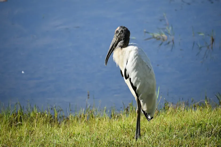 The Wood Stork: A Wading Bird That Beat the Odds (Image Credits: Pexels)