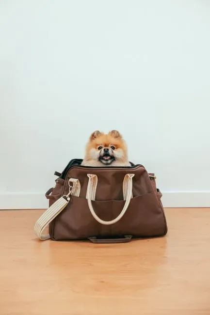 Bag or Purse Handling Increases (Image Credits: Pexels)