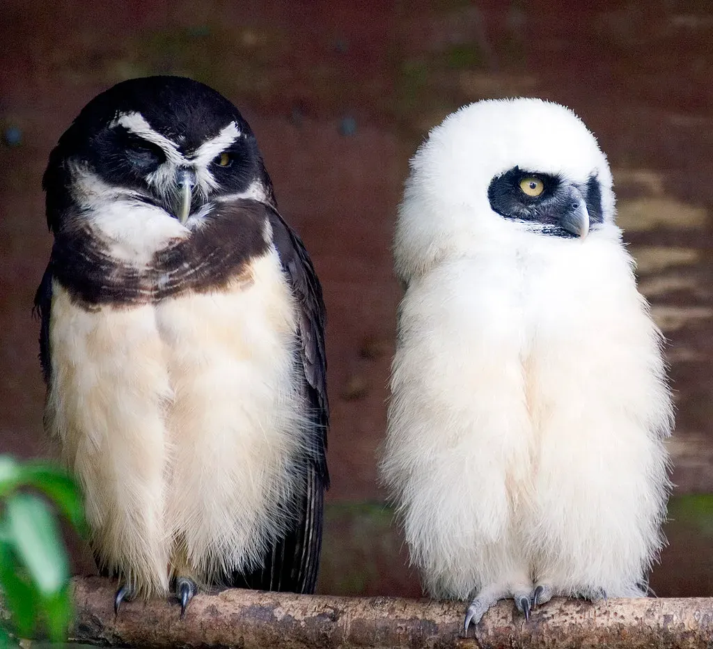 Conservation Efforts Include Captive Breeding and Community Programs (Image Credits: Flickr)