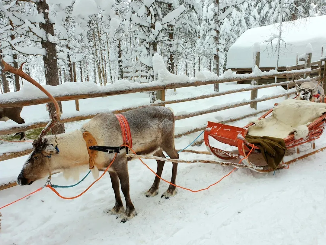 The Ancient Roots of Reindeer in Winter Celebrations (Image Credits: Unsplash)