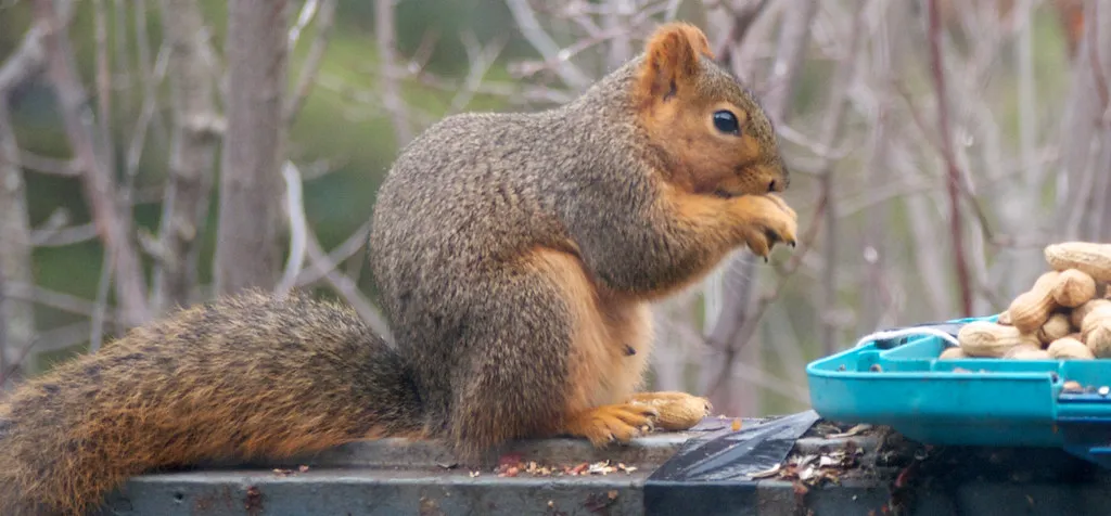 5. Woodlink Absolute II: The Squirrel's Worst Nightmare (Pussreboots, Flickr, CC BY 2.0)