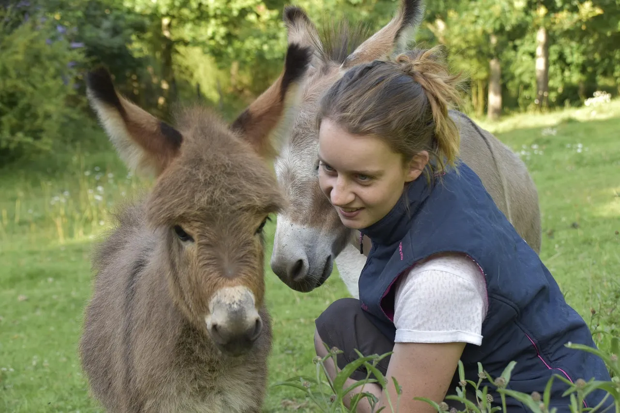Riding Donkey: Intelligent and Selective, but Not Always “One-Person” (Image Credits: Pixabay)