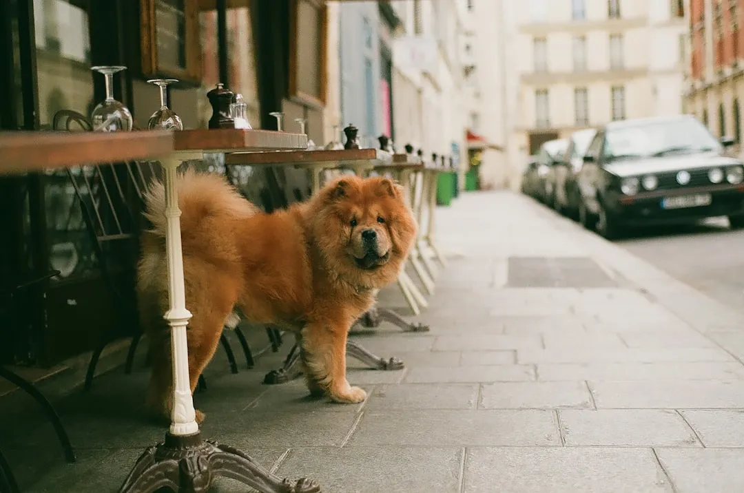 #5 - Chow Chow: Reserved Guardian Miscast as a Fluffy Teddy (Image Credits: Unsplash)