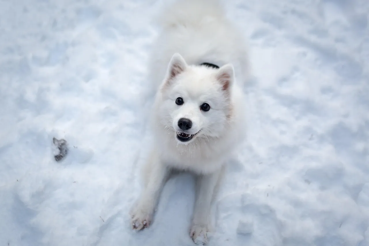 #4 - Japanese Spitz / American Eskimo Dog: Cute Cloud, Serious Noise and Nerve (Image Credits: Pixabay)