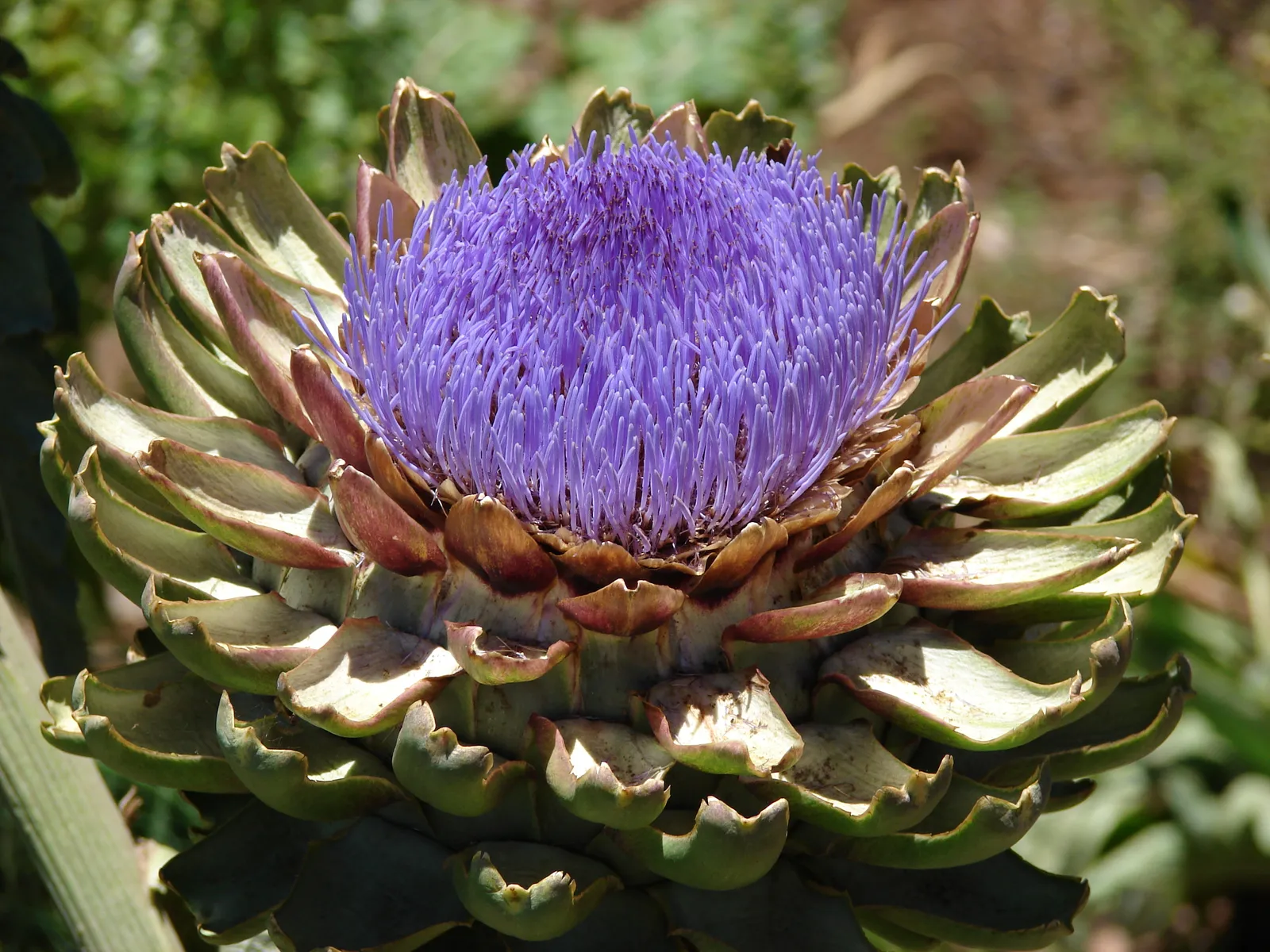#17 - Globe Artichokes (Plants of Hawaii, Image 070714-7574 from http://www.hear.org/starr/plants/images/image/?q=070714-7574, CC BY 3.0)