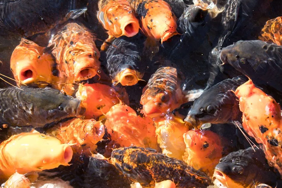 #30 - Koi Fish: Conditioned Responses Masquerading as Love (Image Credits: Pexels)