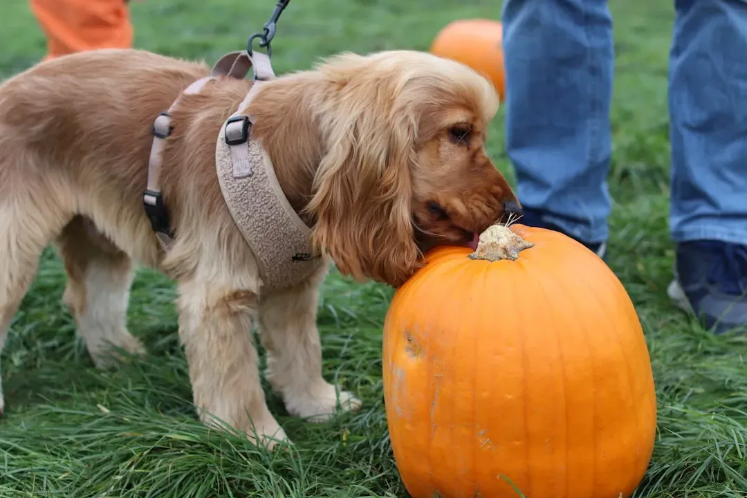 Cocker Spaniel: The Joyful Companion (Image Credits: Unsplash)