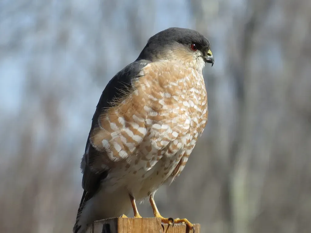 Sharp-Shinned Hawk: The Smallest Accipiter (Image Credits: Flickr)