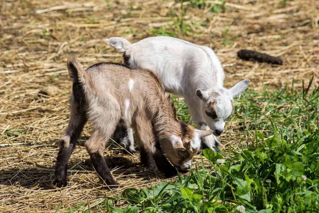 Goats: Curious Problem-Solvers With Personality (Image Credits: Unsplash)