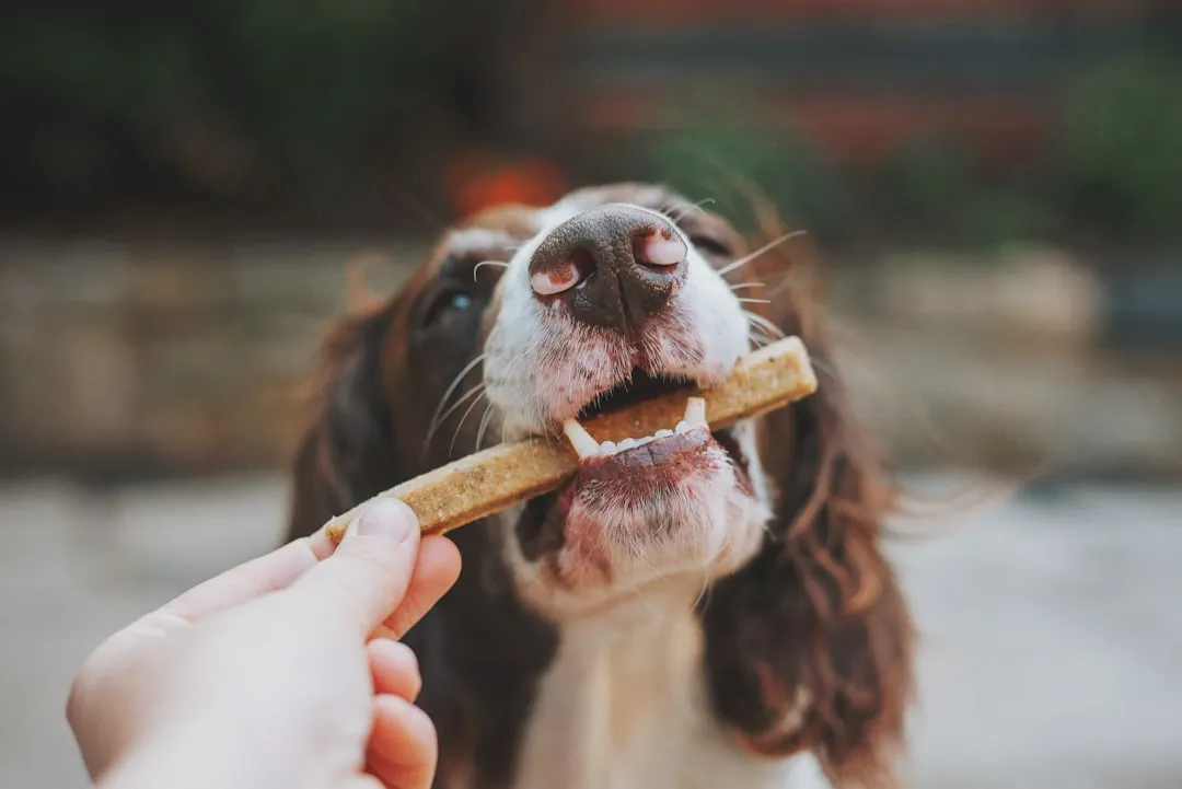 #5 - Letting Them Enjoy "Forbidden" Treats… Within Reason (Image Credits: Unsplash)