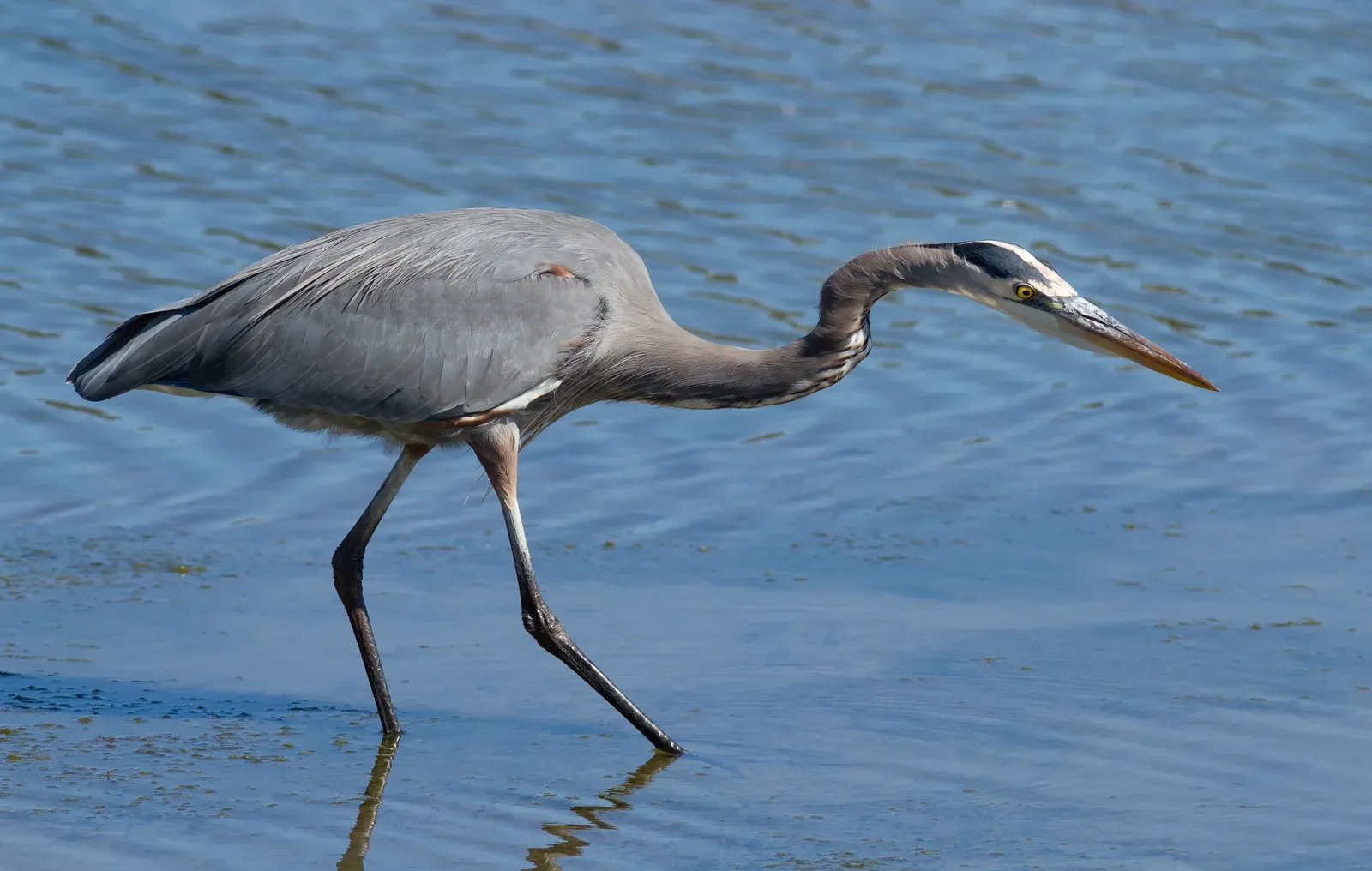 Hunting Skills and a Remarkably Versatile Diet (By Frank Schulenburg, CC BY-SA 3.0)