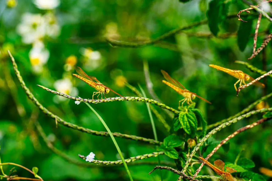 The most likely reason: they're hunting (Image Credits: Pexels)