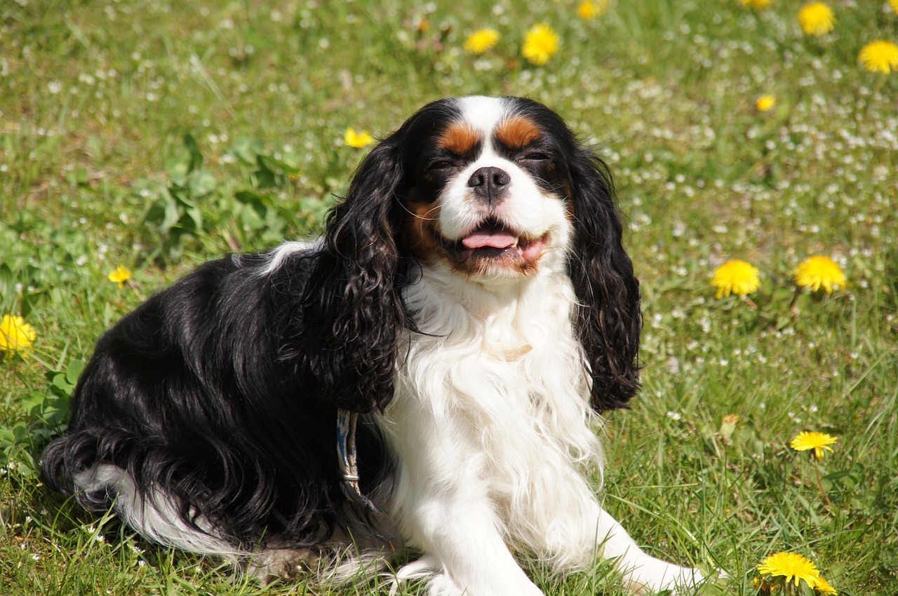 #6 Cavalier King Charles Spaniel (Image Credits: Pixabay)