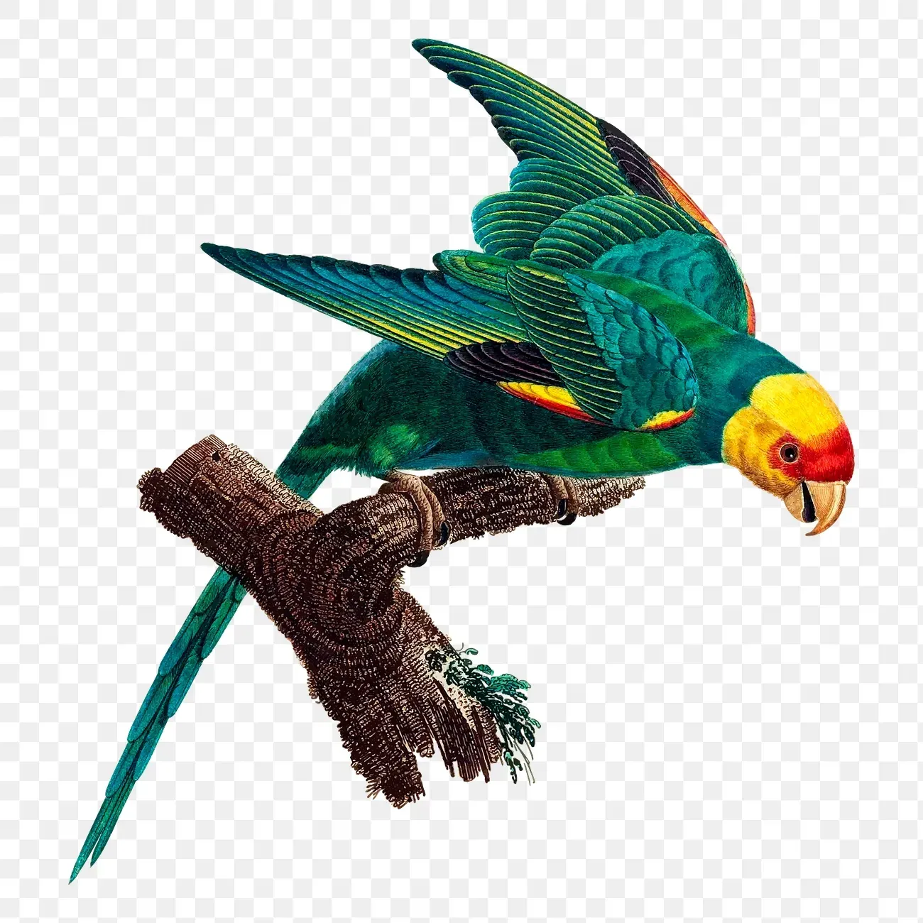 9. The Carolina Parakeet (Eastern United States, Extinct 1918) (Image Credits: Rawpixel)