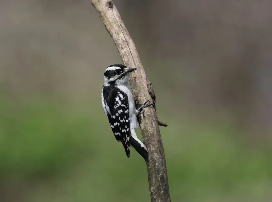 #3 - Downy Woodpecker (Image Credits: Pexels)