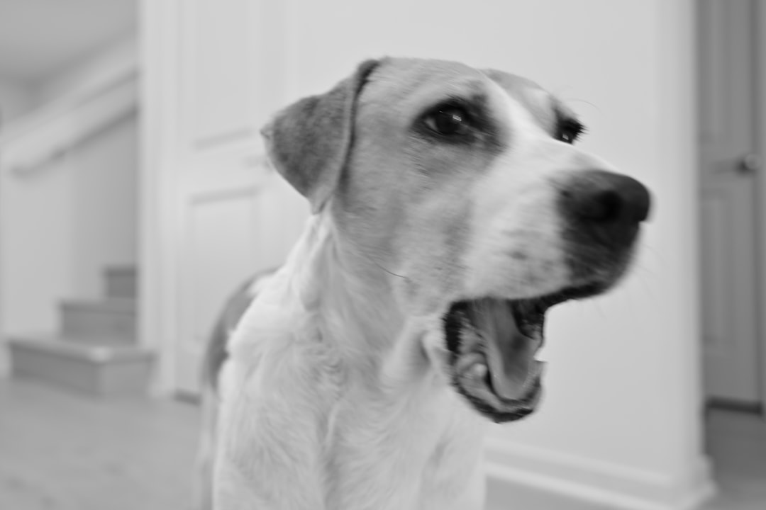 Decoding the Emotional Spectrum in Barks (Image Credits: Unsplash)