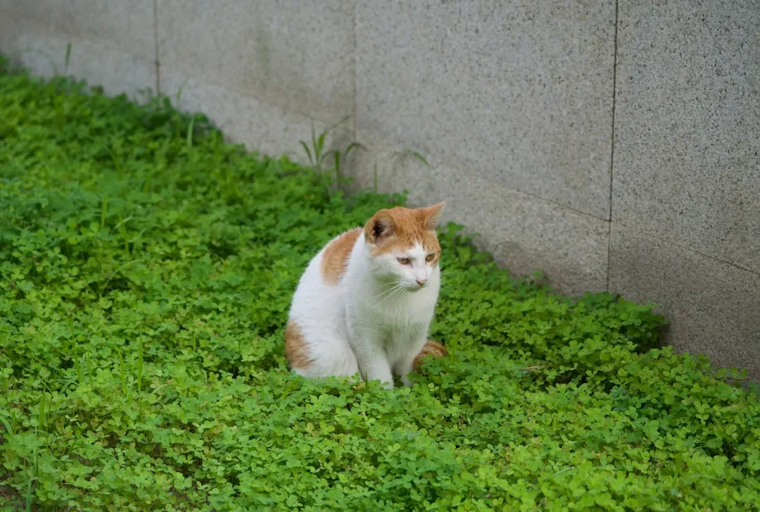 7. Japanese Bobtail (Image Credits: Unsplash)