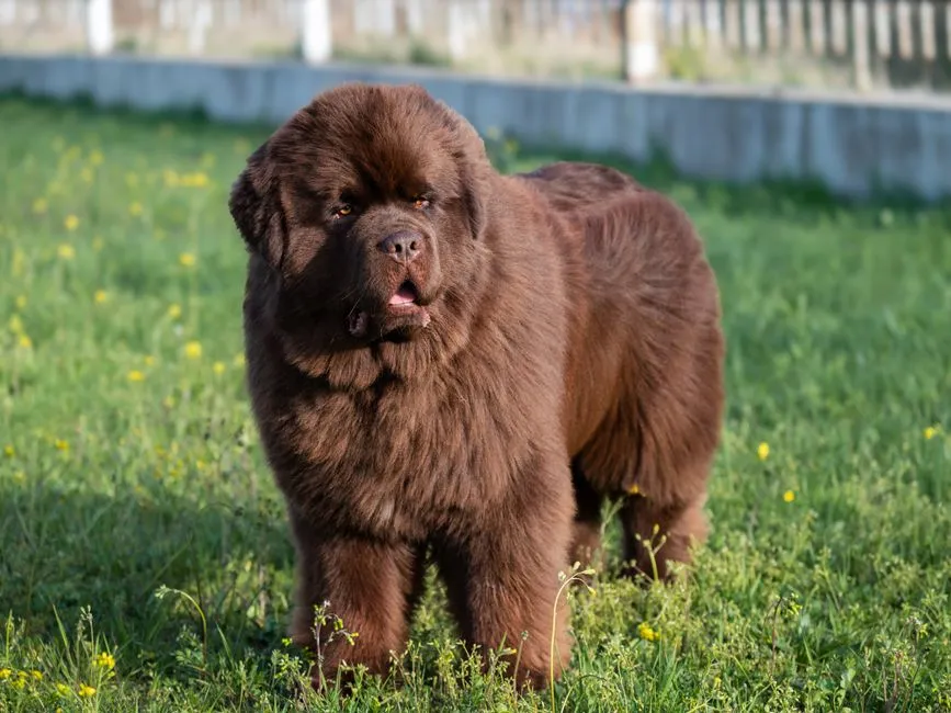 #18 - St. John's Water Dog (Image Credits: Pexels)
