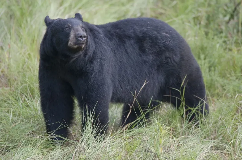 The Florida Black Bear: Returning to a Wider Range (Image Credits: Flickr)