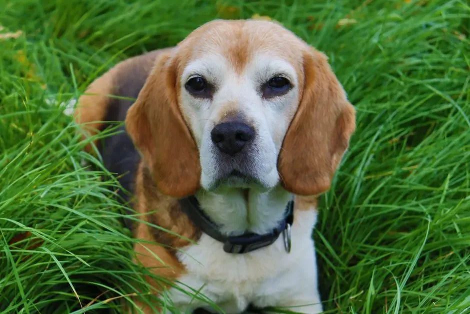 #9. Sagittarius (November 22 &ndash; December 21): Siberian Husky or Beagle (Image Credits: Pexels)