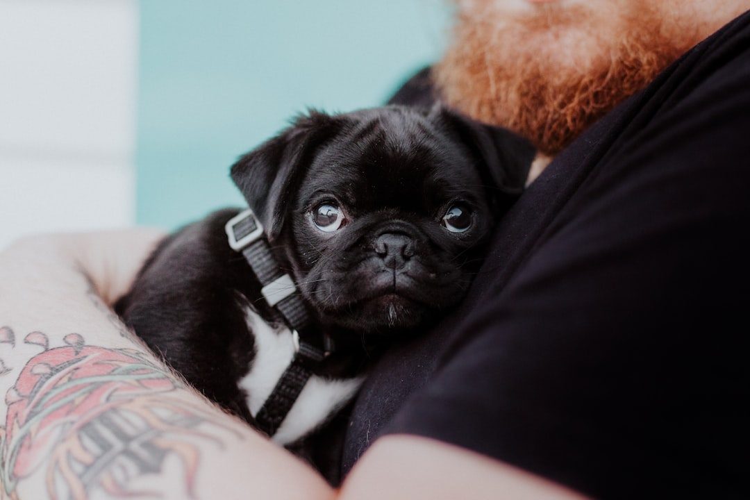 Pugs: The Clowns Who Crave Connection (Image Credits: Unsplash)