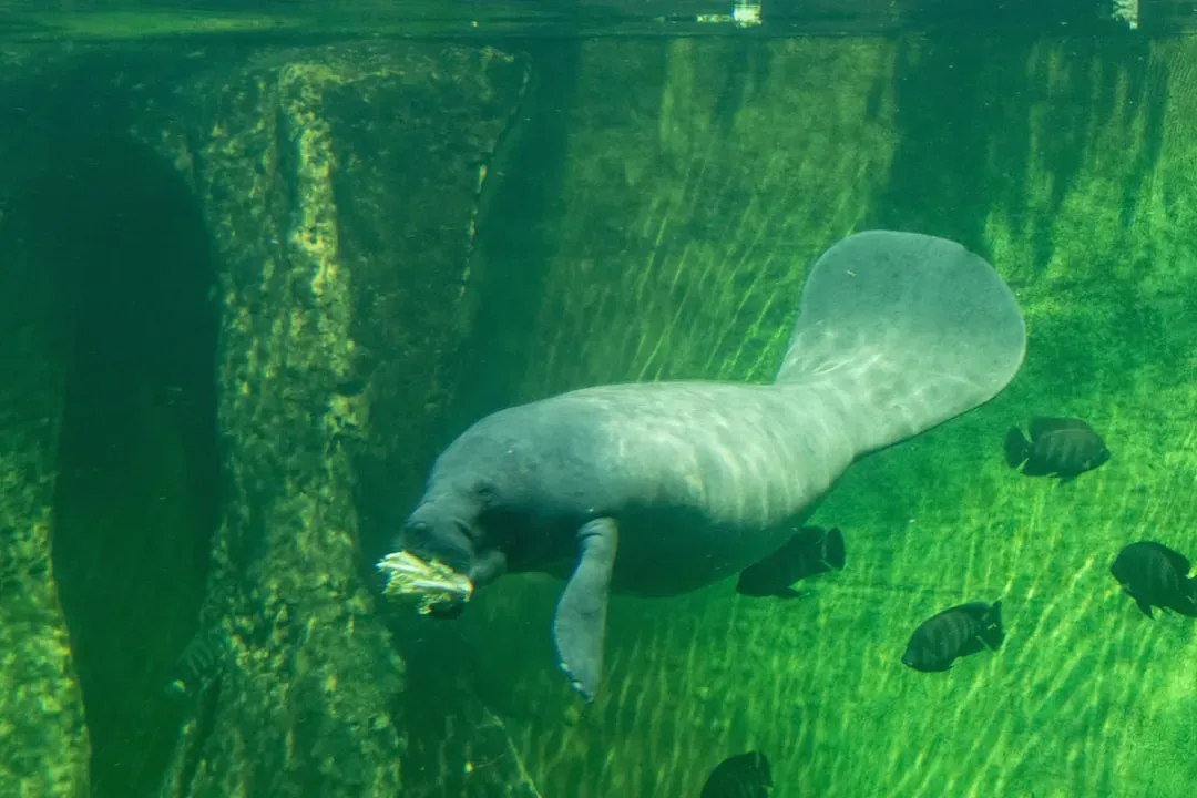 5. Florida Manatee - Surviving Boats and a Seagrass Crisis (Image Credits: Unsplash)