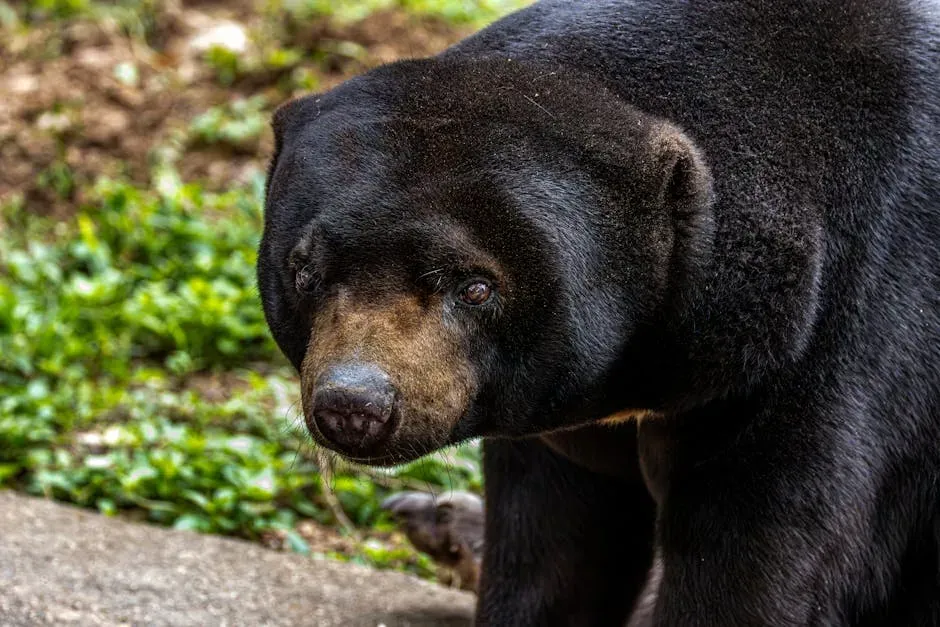 #4 - The Short-Faced Bear (Arctodus simus) (Image Credits: Pexels)