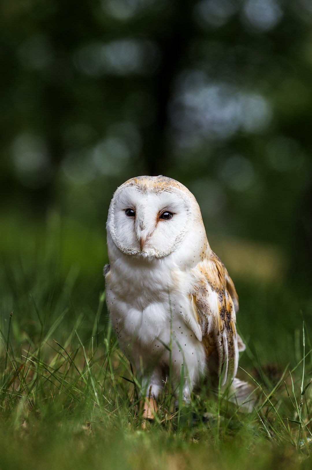 Virgo: The Barn Owl (Image Credits: Unsplash)