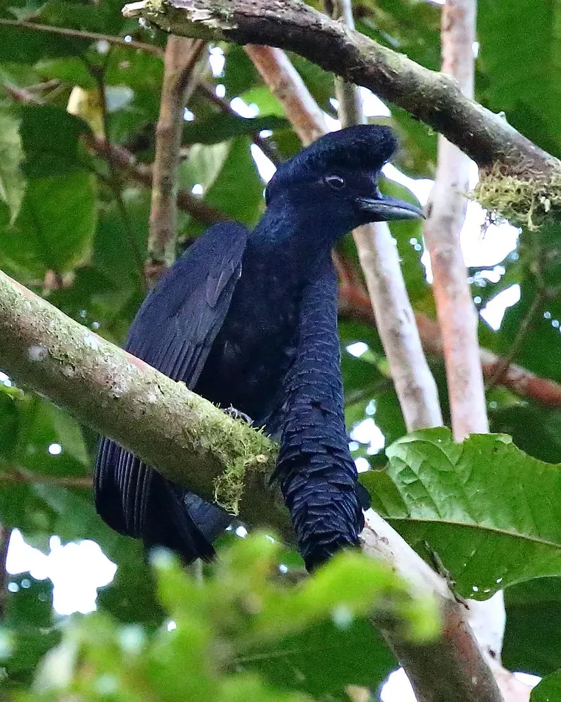7. The Long-Wattled Umbrellabird: The Elvis of the Rainforest (ryanacandee, Flickr, CC BY 2.0)