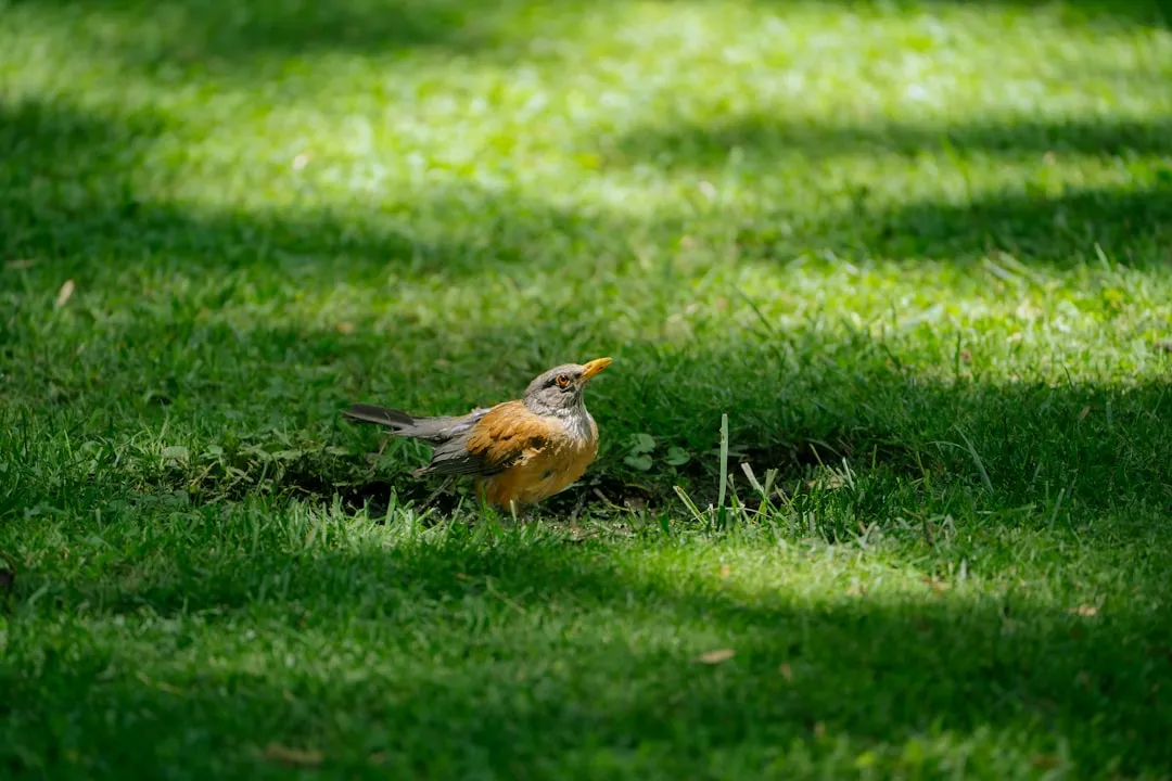 #6 - Your Lawn Shows Tiny "Pockmarks" From Beaks Probing the Ground (Image Credits: Unsplash)