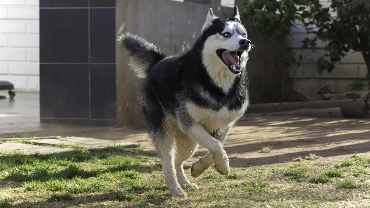 #8 - Siberian Husky: Escape Artist, Endurance Athlete, Noise Complaint Generator (Image Credits: Pixabay)