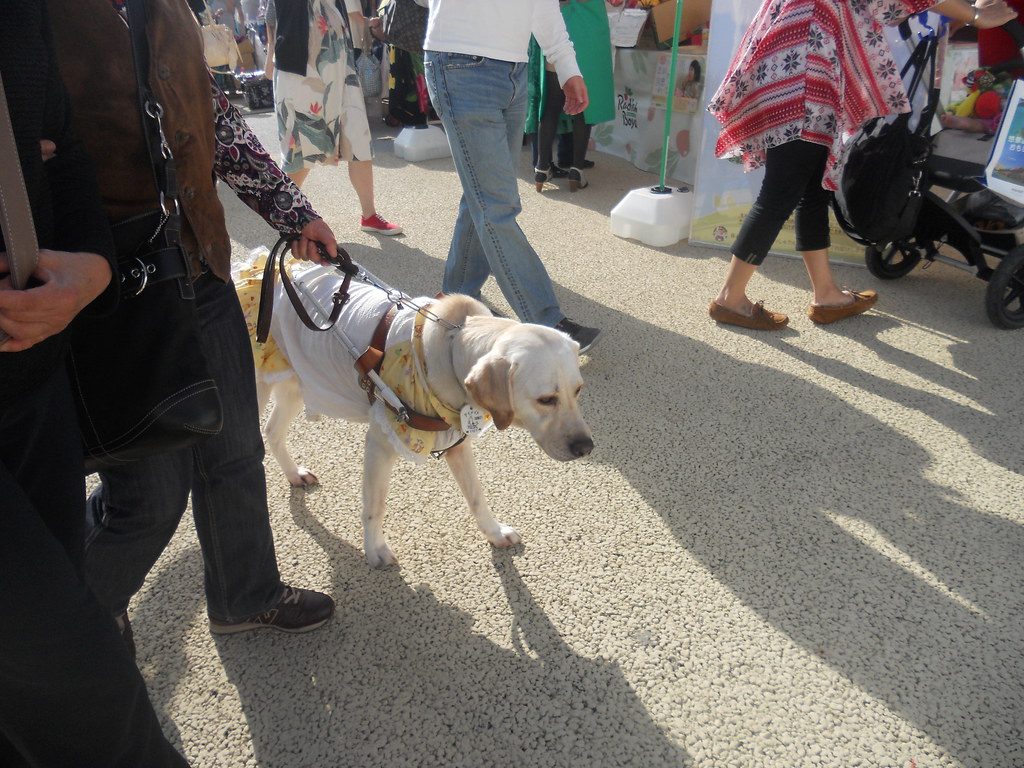Specialized Tasks: Beyond Basic Obedience (Image Credits: Flickr)