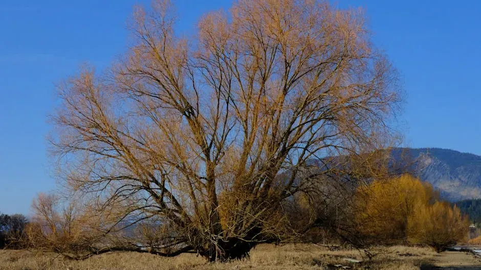 What Long-Term Monitoring Is Revealing About Vegetation Recovery (Image Credits: Pexels)