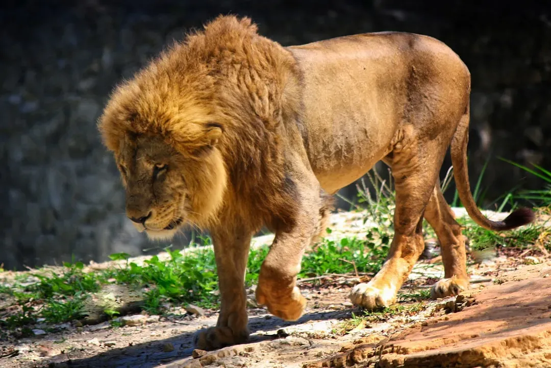 Aries: The Ram Meets The Lion (Image Credits: Unsplash)