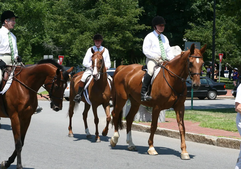 #1 - The "Perfect" Free or Cheap Horse with a Vague Backstory (Muffet, Flickr, CC BY 2.0)