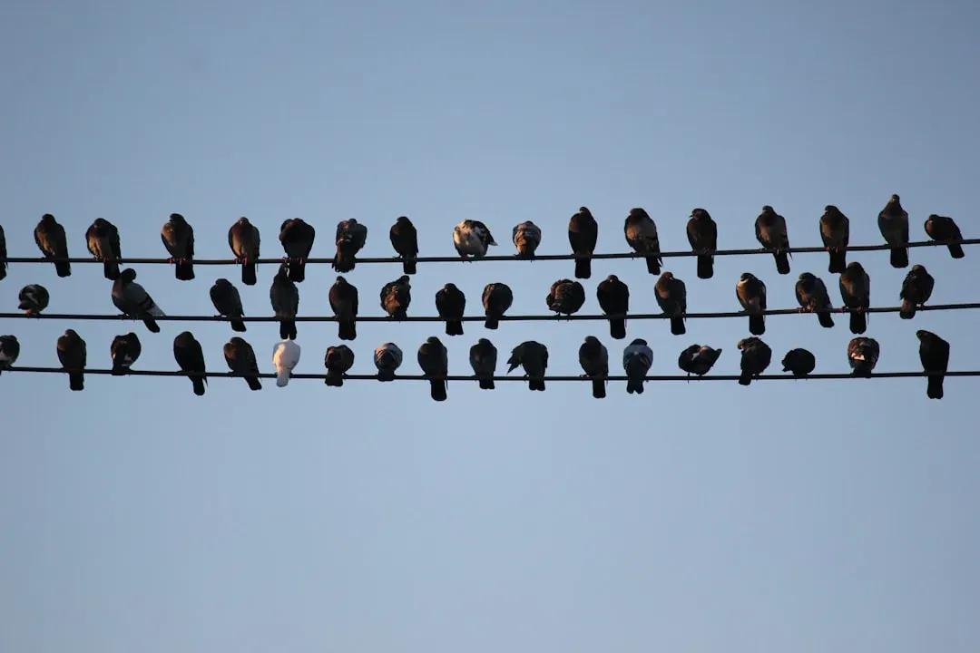 Birds Have Culture, and They Pass It Down (Image Credits: Unsplash)