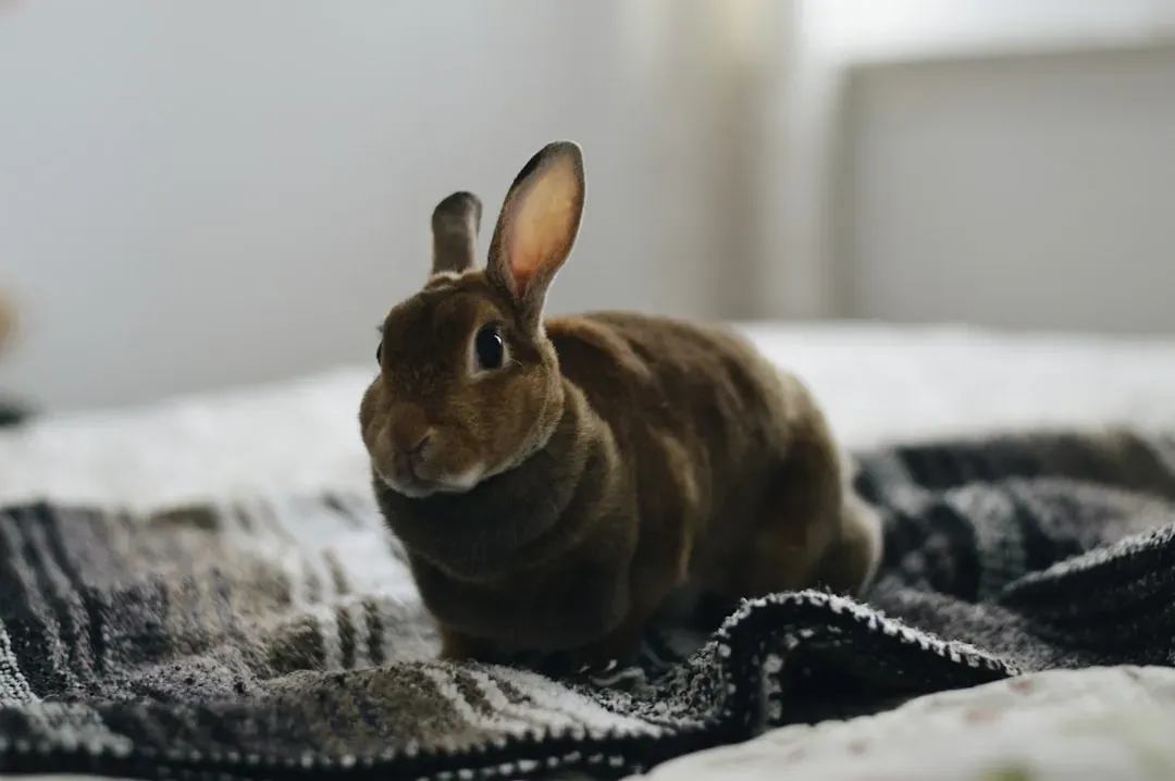 2. Rabbits: Gentle Souls With Serious Personality (Image Credits: Unsplash)