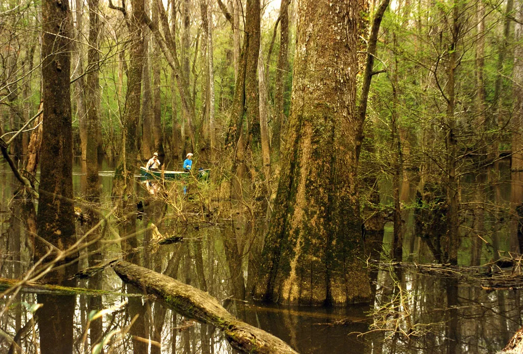 #17 - Congaree National Park, South Carolina: Flooded Doesn't Mean "Closed" (anoldent, Flickr, CC BY-SA 2.0)