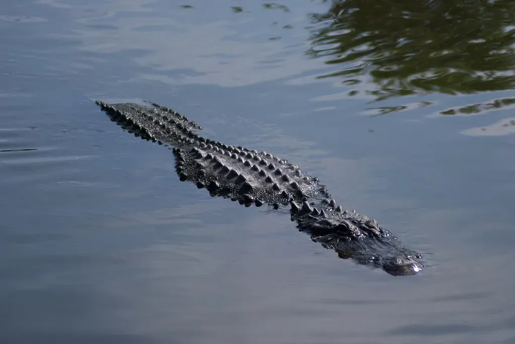 Florida: Swamps, Scales, and Serious Threats (Image Credits: Flickr)