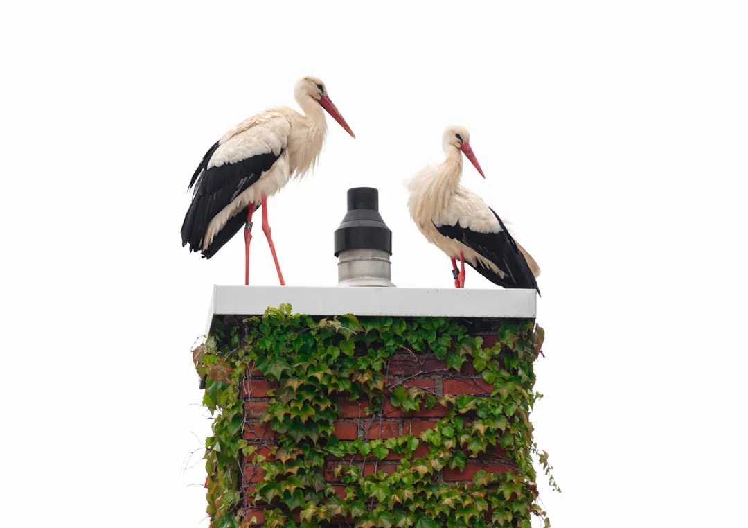 4. White Stork – Village Icons That Come Back to the Same Chimney (Image Credits: Unsplash)
