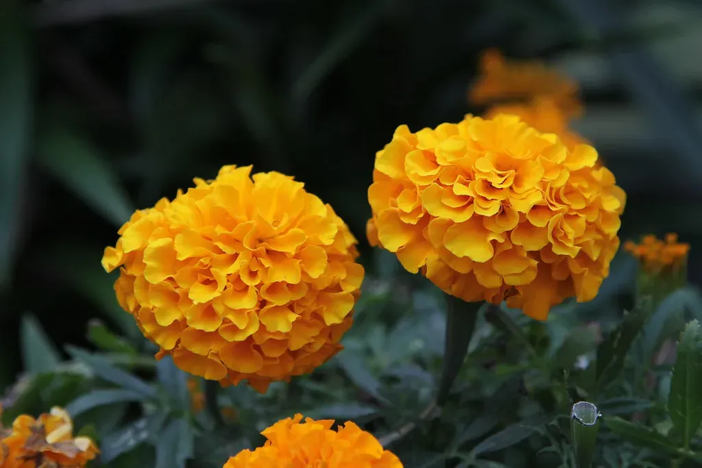 5. Marigold: The Summer Classic That Actually Earns It (Jim, the Photographer, Flickr, CC BY 2.0)