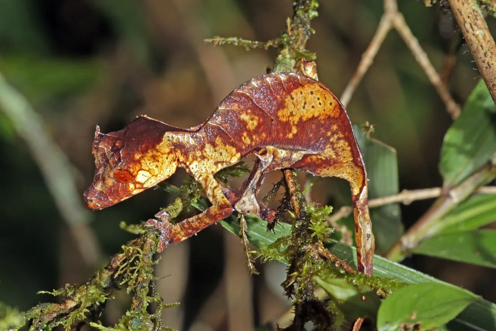 2. The Satanic Leaf-Tailed Gecko: Dead Leaves Come Alive (By Charles J. Sharp, CC BY-SA 4.0)
