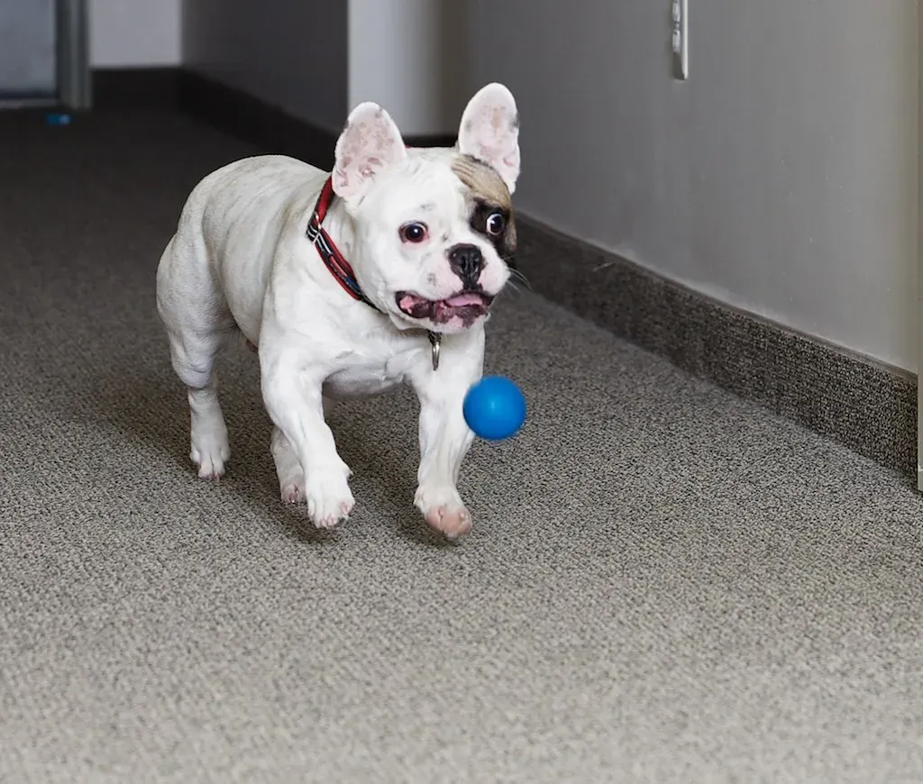 French Bulldog (Image Credits: Flickr)