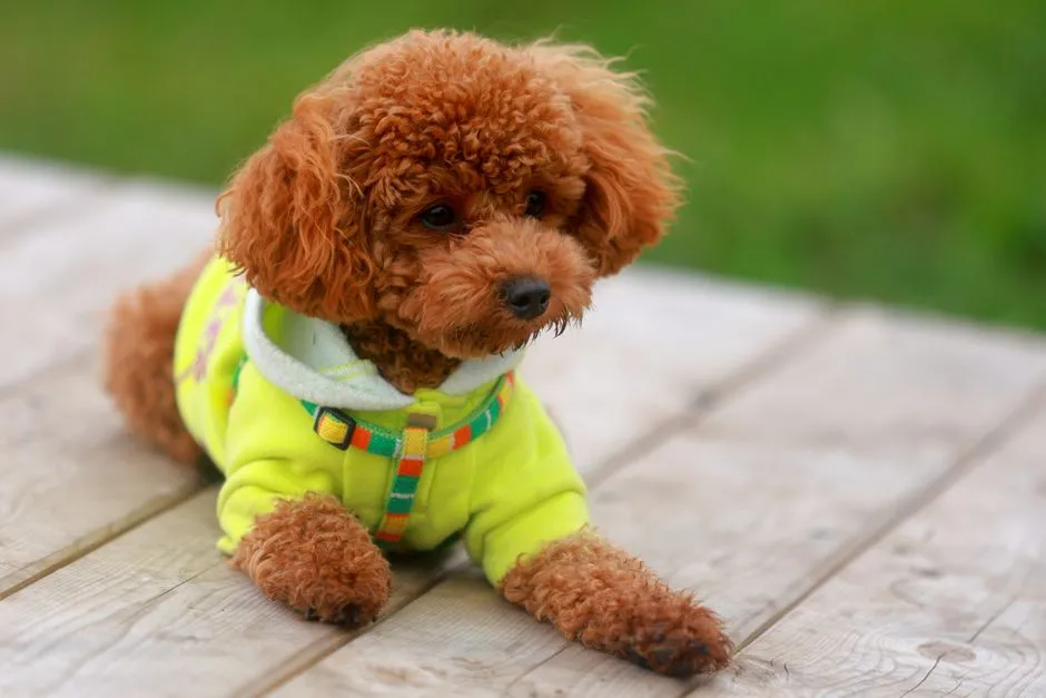 #34 - Toy Poodle: A Genius Brain in a Body That Can't Take a Hit (Image Credits: Pexels)